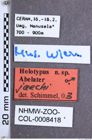 Etikette zu Abelater jaechi (NHMW-ZOO-COL-0008418)